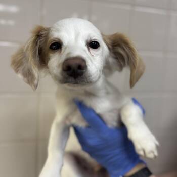 Heath -  Dachshund and Mixed Breed Dog for Adoption in Los Angeles, California - Heath | PetCurious