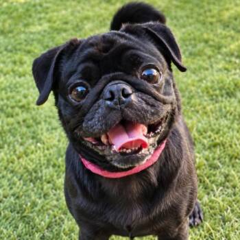 Eclipse -  Pug Dog for Adoption in Seattle, Washington - Eclipse | PetCurious