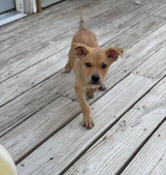 CHASE -  Shepherd and Labrador Retriever Dog for Adoption in Thompson, Pennsylvania - CHASE | PetCurious