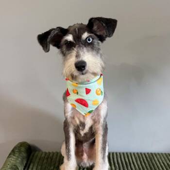 Alfie -  Aussiedoodle Dog for Adoption in Covington, Tennessee - Alfie | PetCurious