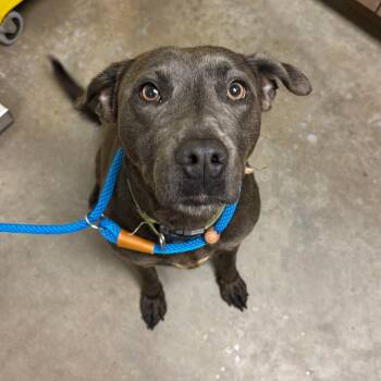 Mixed Breed Dogs Available for Adoption in Ottawa, Kansas - Hela | PetCurious
