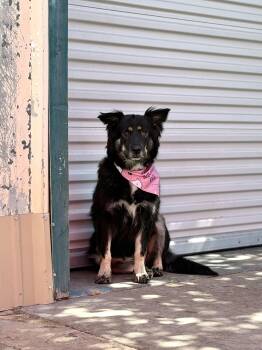 Tango -  Australian Shepherd Dog for Adoption in Glendale, Arizona - Tango | PetCurious