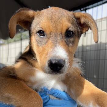 Rescue Mixed Breed Dogs for Adoption in Moab, Utah - Judy Collins | PetCurious