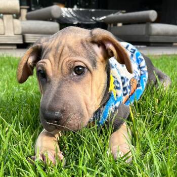 Mochi -  Shar Pei Dog for Adoption in Rollingwood, Texas - Mochi | PetCurious