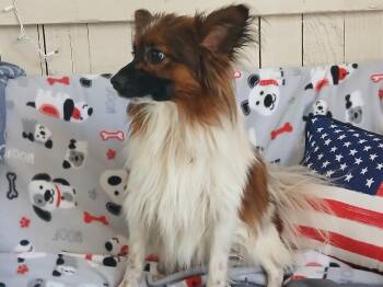 Tuna -  Shetland Sheepdog Sheltie and Pomeranian Dog for Adoption in Fort Worth, Texas - Tuna | PetCurious