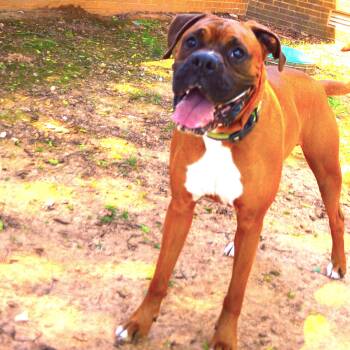 CHEWY -  Boxer Dog for Adoption in Athens, Alabama - CHEWY | PetCurious