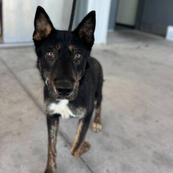 Shepherd and Mixed Breed Dogs Available for Adoption - Sugar | PetCurious