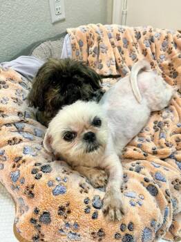 Shirley -  Shih Tzu Dog for Adoption in Boulder, Colorado - Shirley | PetCurious