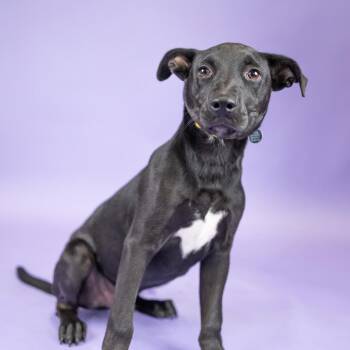Baxter -  Mixed Breed and None Dog for Adoption in Portland, Oregon - Baxter | PetCurious