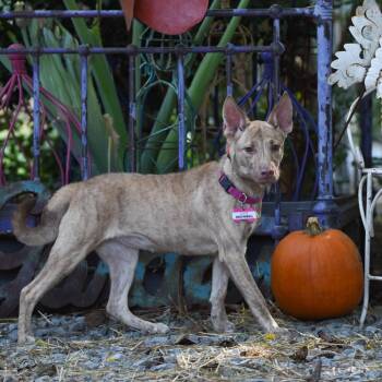 Snowball -  Terrier Dog for Adoption in Wake Forest, North Carolina - Snowball | PetCurious