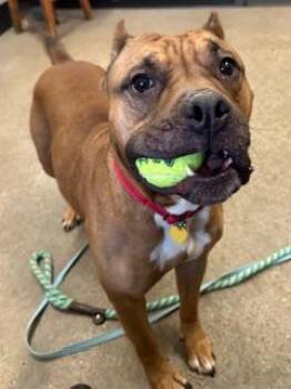 Rescue Bulldog Dogs for Adoption in Cleveland, Ohio - Sable | PetCurious