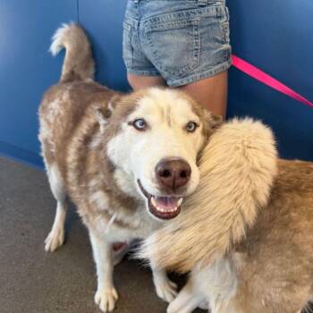 Orion -  Husky Dog for Adoption in Kingman, Arizona - Orion | PetCurious