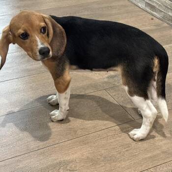 AG6 9618 -  Beagle Dog for Adoption in Loxahatchee Groves, Florida - AG6 9618 | PetCurious