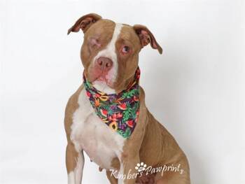 CHONA -  Mastiff and Mixed Breed Dog for Adoption in Omaha, Nebraska - CHONA | PetCurious