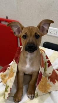 Terrier and Mixed Breed Dogs Available for Adoption in Honolulu, Hawaii - Blossom | PetCurious
