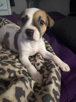 Rescue Shepherd and Mixed Breed Dogs for Adoption in Warr Acres, Oklahoma - Lyric | PetCurious