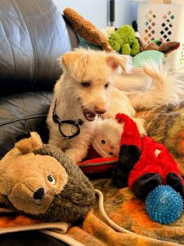 Terrier Dogs Available for Adoption - Stuart | PetCurious