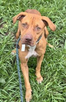 Rescue American Staffordshire Terrier Dogs for Adoption in Fort Lauderdale, Florida - CEREMONY | PetCurious