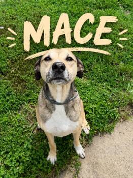 Mace -  Terrier Dog for Adoption in Momence, Illinois - Mace | PetCurious