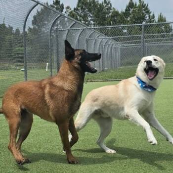 Belgian Shepherd Malinois Dogs Available for Adoption in Lockhart, Texas - Hannah | PetCurious