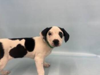 Annie -  Labrador Retriever and Mixed Breed Dog for Adoption in Minneapolis, Minnesota - Annie | PetCurious
