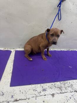 Staffordshire Bull Terrier and Mixed Breed Dogs Available for Adoption - AMELIA | PetCurious