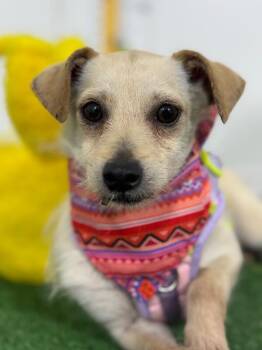 Teo-One of our Amazing Rescue Dogs -  Chihuahua and Border Terrier Dog for Adoption in Carlsbad, California - Teo-One Of Our Amazing Rescue Dogs | PetCurious