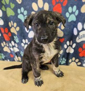 German Shepherd Dog Dogs Available for Adoption - Banjo | PetCurious