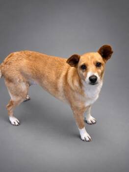 Clarice -  Beagle and Mixed Breed Dog for Adoption in Bowling Green, Kentucky - Clarice | PetCurious