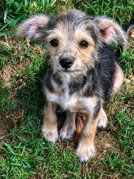 Grumpy -  Chihuahua and Miniature Schnauzer Dog for Adoption in Tylertown, Mississippi - Grumpy | PetCurious