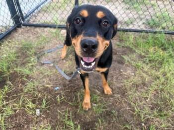 MARLEY -  Rottweiler and Mixed Breed Dog for Adoption in Ocala, Florida - MARLEY | PetCurious