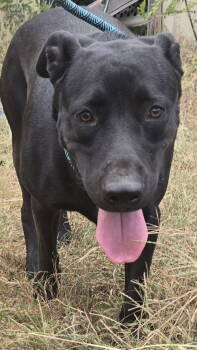 Rescue Black Labrador Retriever and Shepherd Dogs for Adoption in Jackson, Mississippi - Augustus | PetCurious