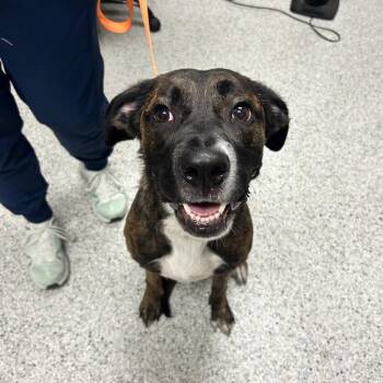 Sage -  Boxer Dog for Adoption in Reno, Nevada - Sage | PetCurious