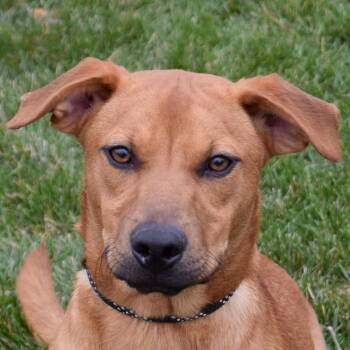 Rescue Cattle Dog and Labrador Retriever Dogs for Adoption in Huntley, Illinois - Stitch | PetCurious