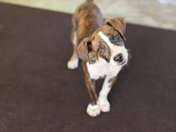 Jack Russell Terrier and Plott Hound Dogs Available for Adoption in Lucedale, Mississippi - Dot | PetCurious