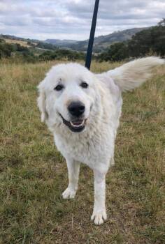 Great Pyrenees Dogs Available for Adoption - MAGGIE | PetCurious