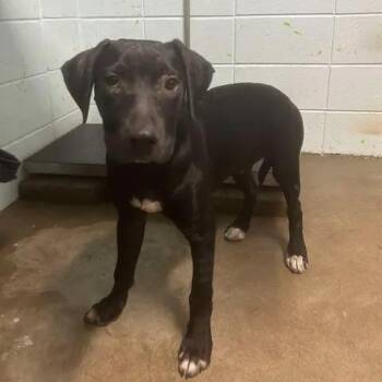 Lake Austin -  Black Labrador Retriever Dog for Adoption in Austin, Texas - Lake Austin | PetCurious