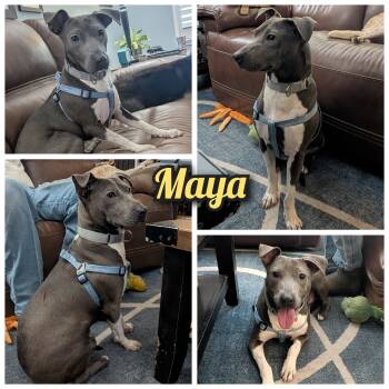 Maya -  Whippet and Terrier Dog for Adoption in Bastrop, Texas - Maya | PetCurious