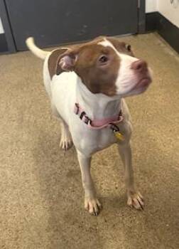 Pit Bull Terrier Dogs Available for Adoption - Bertha | PetCurious