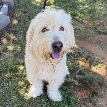 Emmett -  Wheaten Terrier Dog for Adoption in Columbia, South Carolina - Emmett | PetCurious