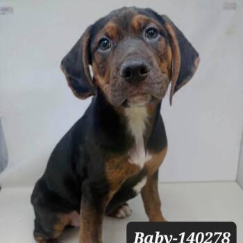Mountain Cur and Mixed Breed Dogs Available for Adoption - Baby | PetCurious
