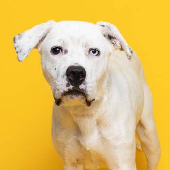 Domino -  Mixed Breed Dog for Adoption in Franklin, Tennessee - Domino | PetCurious