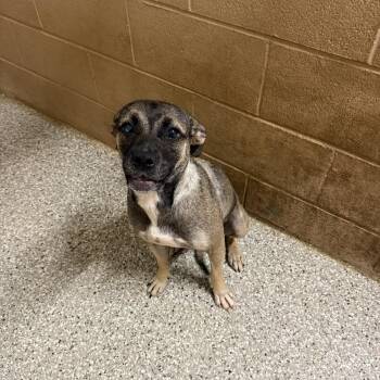 June -  Mixed Breed Dog for Adoption in Hendersonville, Tennessee - June | PetCurious