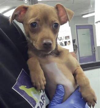 Chihuahua and Mixed Breed Dogs Available for Adoption in Houston, Texas - A2074223 | PetCurious