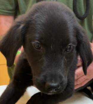 Feist Dogs Available for Adoption in Elizabethton, Tennessee - BULLET | PetCurious