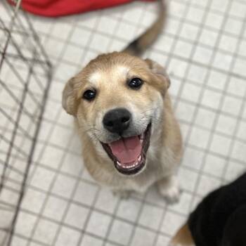 Mixed Breed Dogs Available for Adoption - Chai | PetCurious