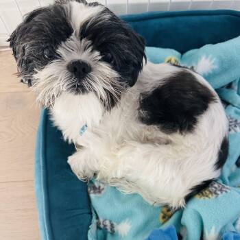 Shih Tzu Dogs Available for Adoption - Mushu | PetCurious
