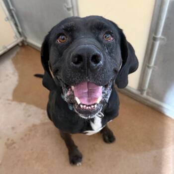 Jaeger -  Black Labrador Retriever and Boxer Dog for Adoption in Murray, Utah - Jaeger | PetCurious