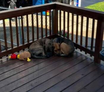 Kim Possible -  Mixed Breed Dog for Adoption in Hobart, Indiana - Kim Possible | PetCurious