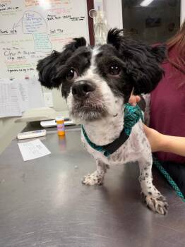 Puffin -  Poodle and Maltese Dog for Adoption in Fall River, Massachusetts - Puffin | PetCurious